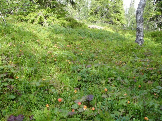vestre sorken 051